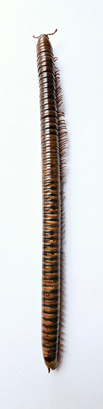 Trigoniulus corallinus Millipede Specimen 13-15cm | A1 Quality | Dry-Preserved MILLIPEDE