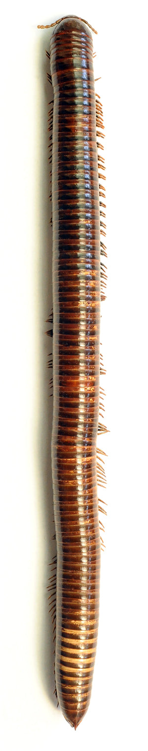Trigoniulus macropygus Millipede Specimen 30cm | A1 Quality | Dry-Preserved MILLIPEDE