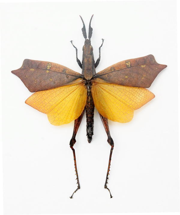 Trigonopteryx celebesia Grasshopper Specimen | A1 Quality | Dry-Preserved ORTHOPTERA