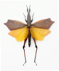 trigonopteryx_celebesia_fml_Sl