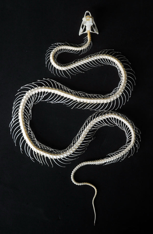 Trimeresurus albolabris Snake Skeleton | A1 Quality | Dry-Preserved Curved SKELETON