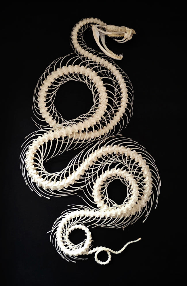 Trimeresurus albolabris Snake Skeleton | A1 Quality | Dry-Preserved Double Rolling SKELETON