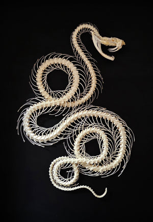 Trimeresurus albolabris ormskelett | A1-kvalitet | torrkonserverat dubbelt rullat SKELETT
