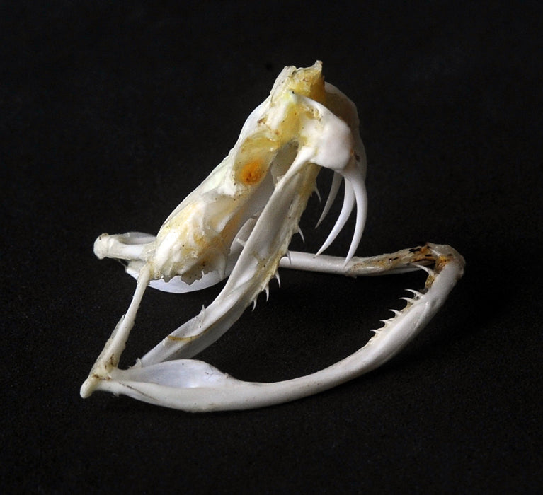 Trimeresurus albolabris Snake Skull | A1 Quality | Dry-Preserved SKULL