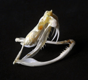Trimeresurus albolabris Snake Skull | A1 Quality | Dry-Preserved SKULL