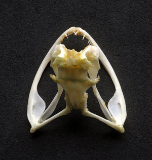 Trimeresurus albolabris Snake Skull | A1 Quality | Dry-Preserved SKULL