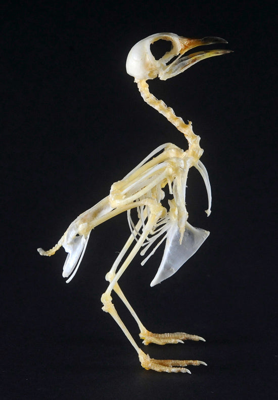 Turnix suscitator Bird Skeleton | A1 Quality | Dry-Preserved SKELETON