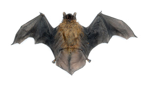 Assorted Common Bat Specimens | A1 Quality | Dry-Preserved CHIROPTERA (Spread Half Folded)