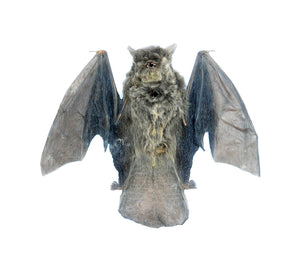 Assorted Common Bat Specimens | A1 Quality | Dry-Preserved CHIROPTERA (Spread Half Folded)