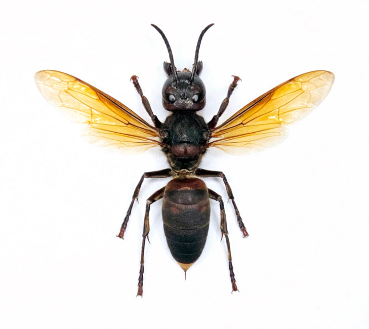 Vespa analis Hornet Specimen | A1 Quality | Spread & Dry-Preserved HYMENOPTERA