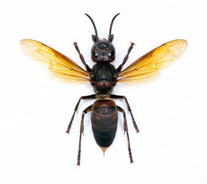 500 Assorted Unmounted Beetles & Insects | Wholesale Specimen Lot