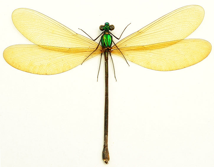 Vestalis luctuosa A1 ヤンマモドキ | 乾燥標本 展開 ODONATA | BugsDirect