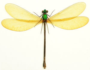 Entomologický preparát motýlice Vestalis luctuosa | Kvalita A1 | Suchý preparát s roztaženými křídly | ODONATA