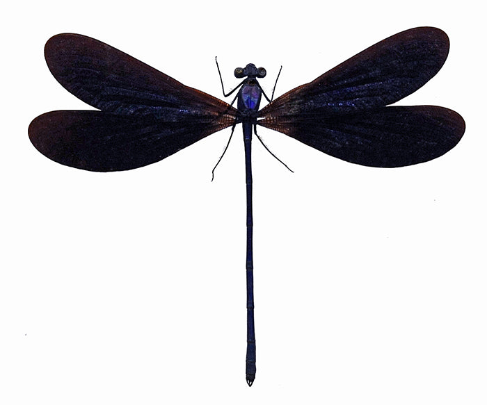 Vestalis luctuosa Damselfly Specimen | A1 Quality | Dry-Preserved Spread | ODONATA