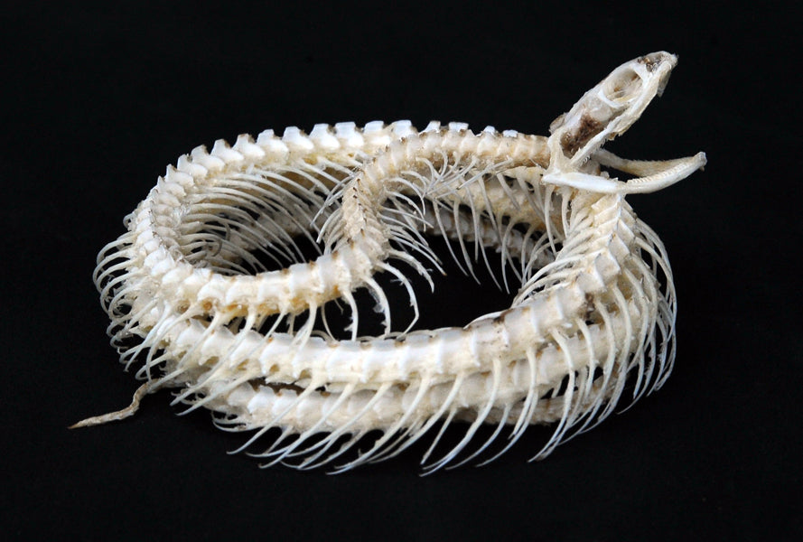 Xenochrophis vittatus A1 ヘビの骨格 | 乾燥保存された巻かれた縞模様