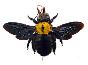 Pack of 10 Yellow Carpenter Bees (Xylocopa aestuans) | A1 Spread Specimens | Dry-preserved Taxidermy