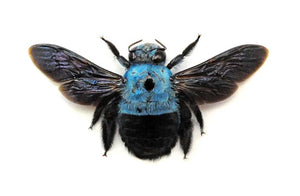 Xylocopa caerulea Blue Carpenter Bee Specimen | A1 Quality | Spread & Dry-Preserved HYMENOPTERA