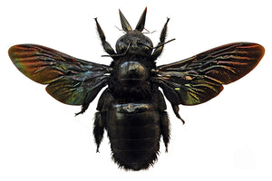 Xylocopa latipes Giant Carpenter Bee Specimen | A1 Quality | Spread & Dry-Preserved HYMENOPTERA