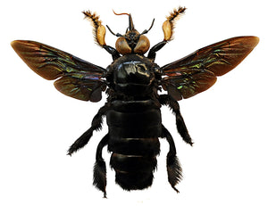Assorted Beetles & Insects Mystery Box | A1 Entomology Specimens