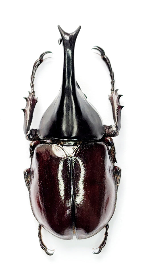 Xylotrupes gideon gideon Beetle Specimen | A1 Quality | Dry-Preserved DYNASTINAE