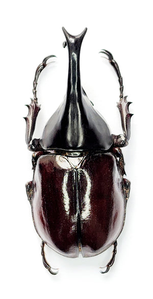 Xylotrupes gideon gideon Beetle Specimen | A1 Quality | Dry-Preserved DYNASTINAE