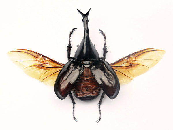 Xylotrupes gideon gideon カブトムシ | A1品質 乾燥保存 DYNASTINAE