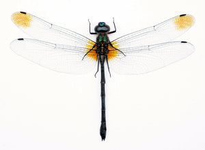 Premium Assorted Dry-Preserved Specimens | Beetles, Bats, Frogs, Tarantulas & More | A1 Quality