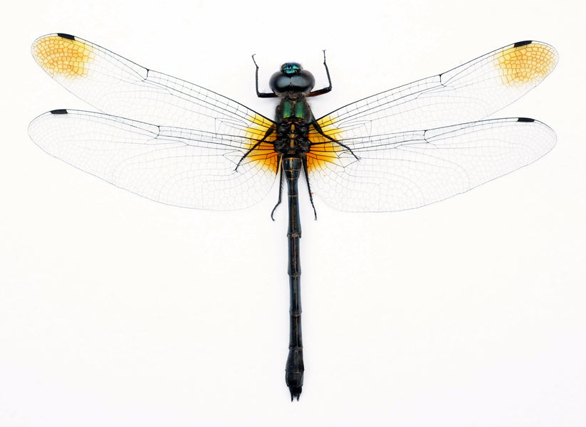 Zygonyx ida Dragonfly Specimen | A1 Quality | Dry-Preserved Spread | ODONATA