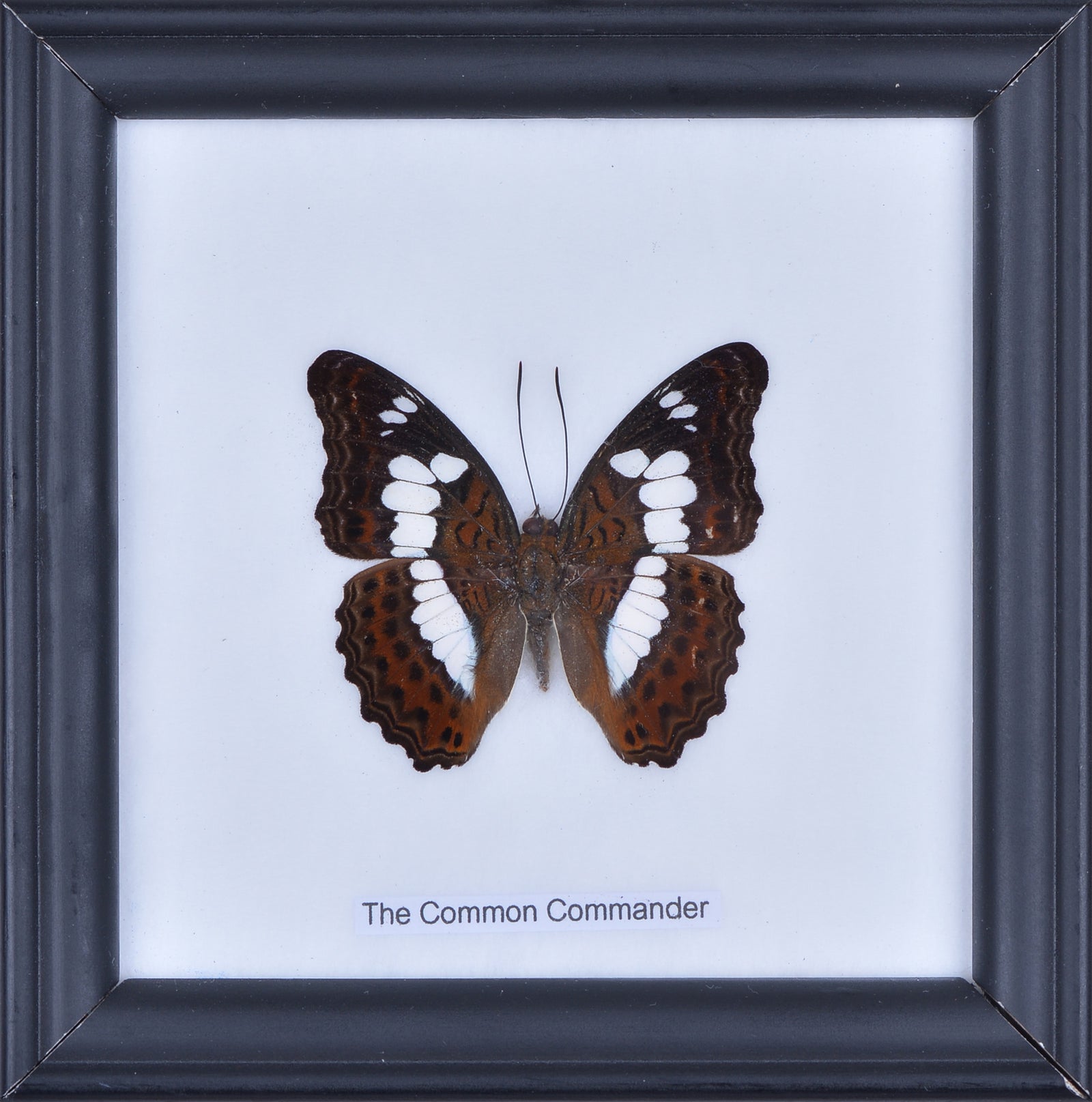 The Common Commander Butteerfly (Moduza procris) Real Framed Butterfly Mounted Under Glass 5 x 5 In