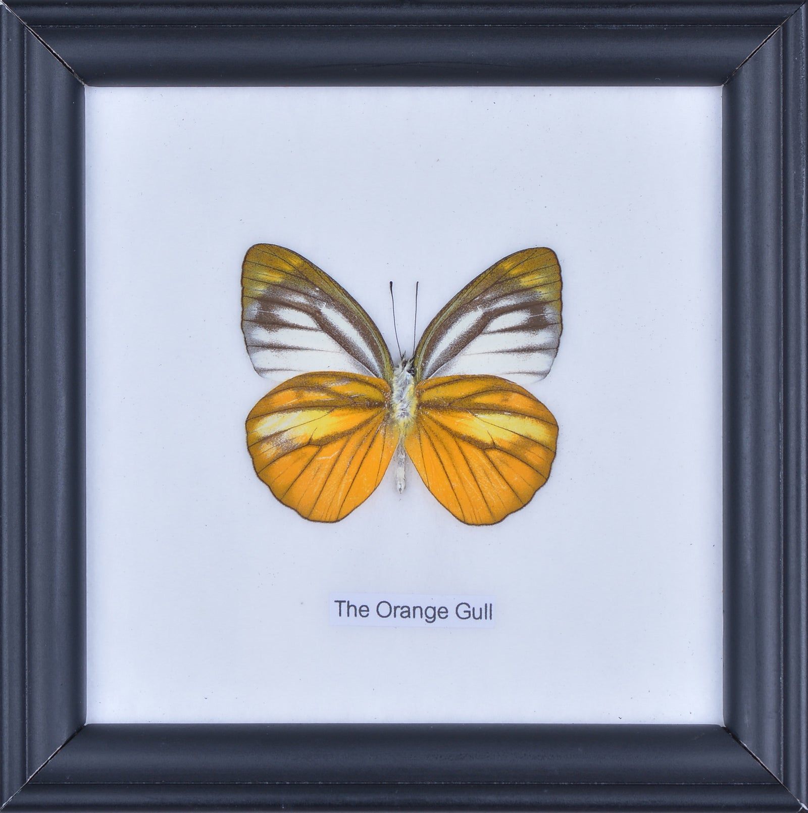 The Orange Gull Butterfly (Cepora judith) Real Framed Butterfly Mounted Under Glass 5 x 5 In