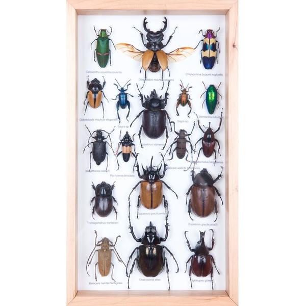 MOUNTED TROPICAL INSECTS | ENTOMOLOGY COLLECTION | FRAMED TAXIDERMY