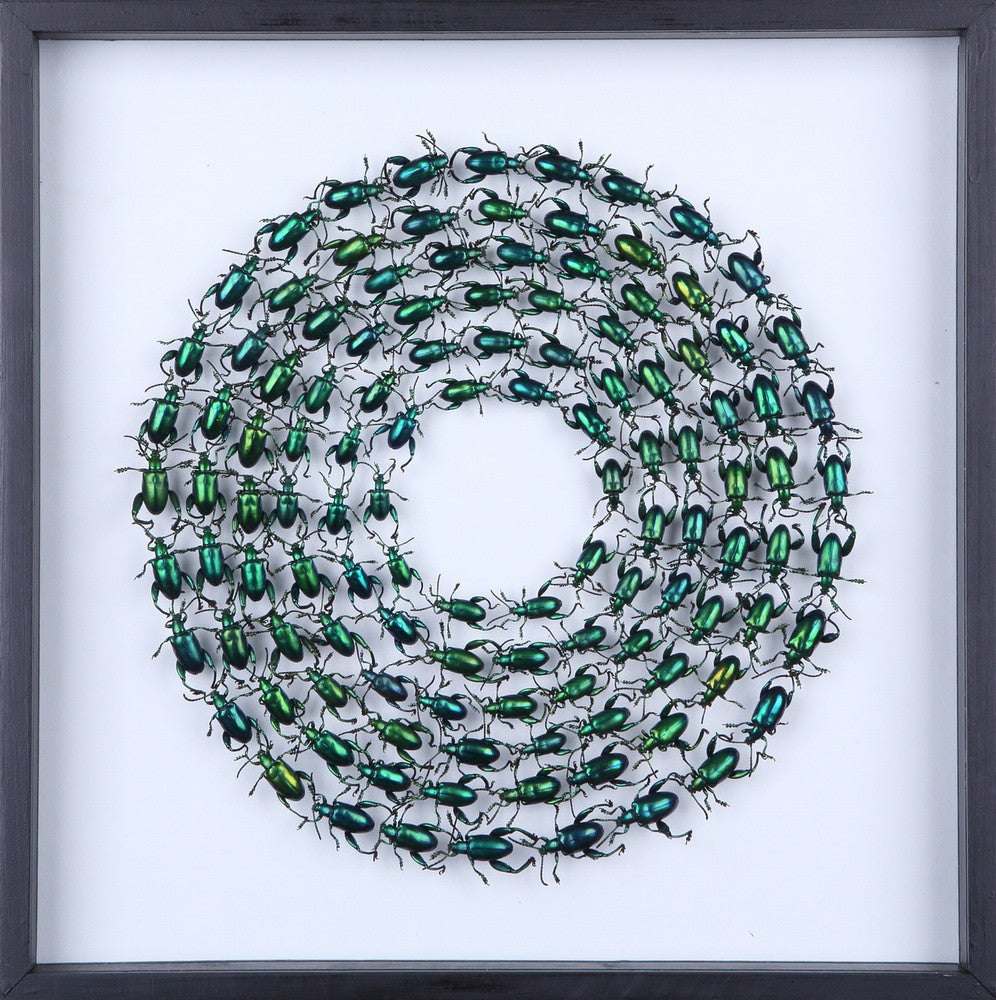 MOUNTED TROPICAL FROG BEETLES | GREEN | FRAMED TAXIDERMY 300X300X20MM