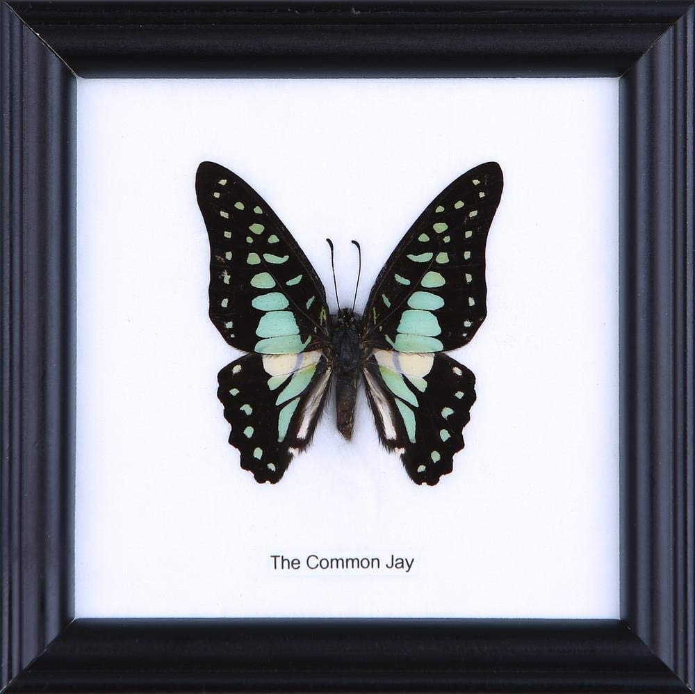 12 x The Common Jay Butterfly (Graphium doson) Wholesale Framed Butterflies