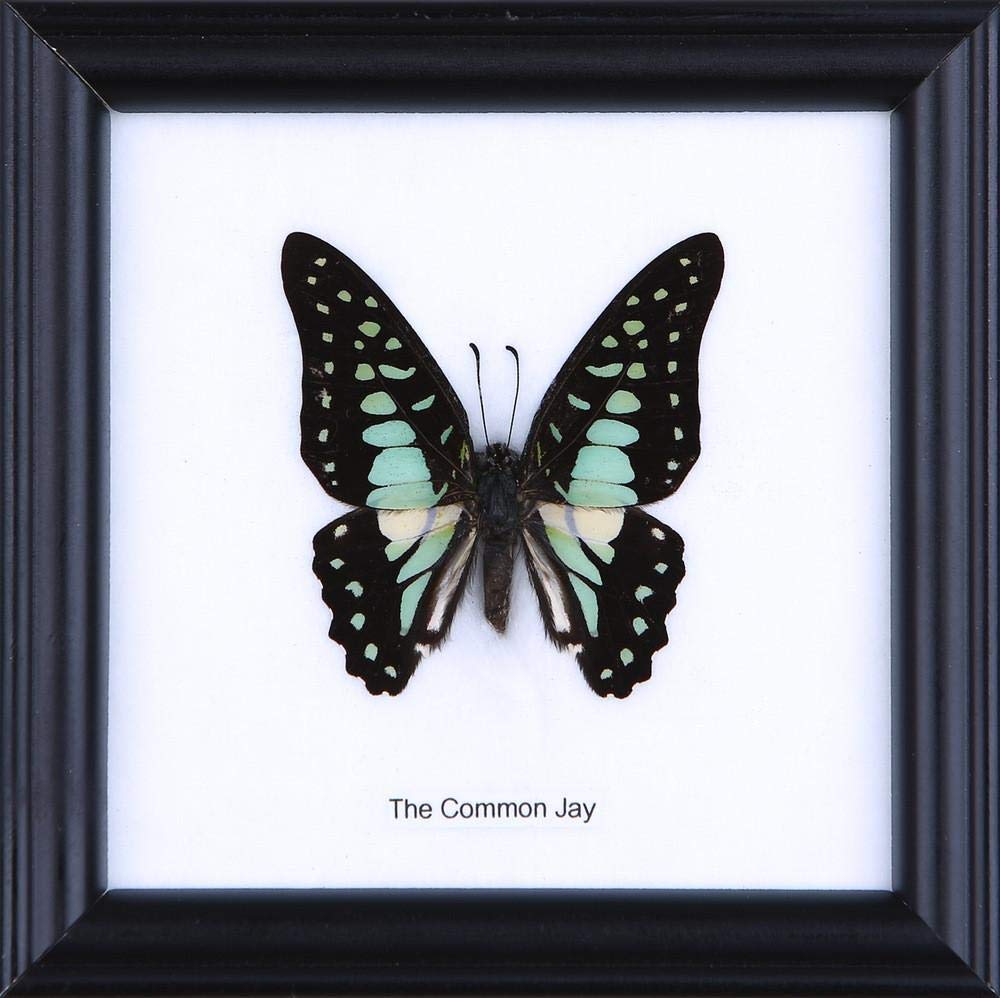 WHOLESALE PACK (12 FRAMES) The Common Jay Butterfly (Graphium doson) | Real Butterfly Mounted Under Glass Framed 5 x 5 In. Gift Boxed