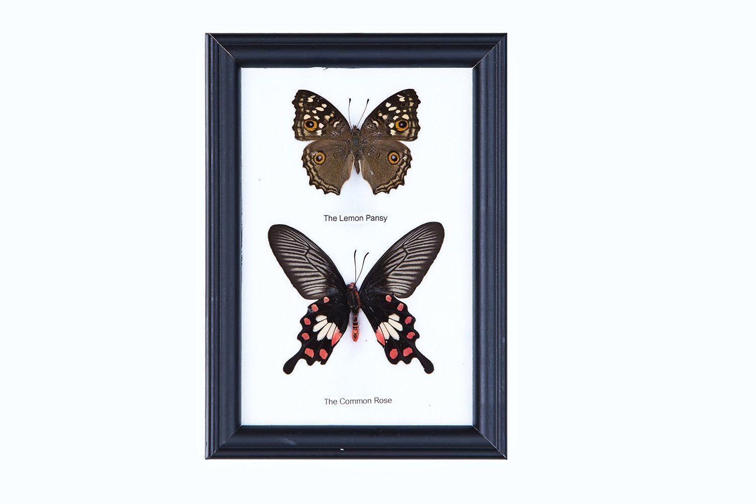 Two Mystery Framed Butterflies Real Framed Butterflies Mounted Under Glass 7 x 5 In