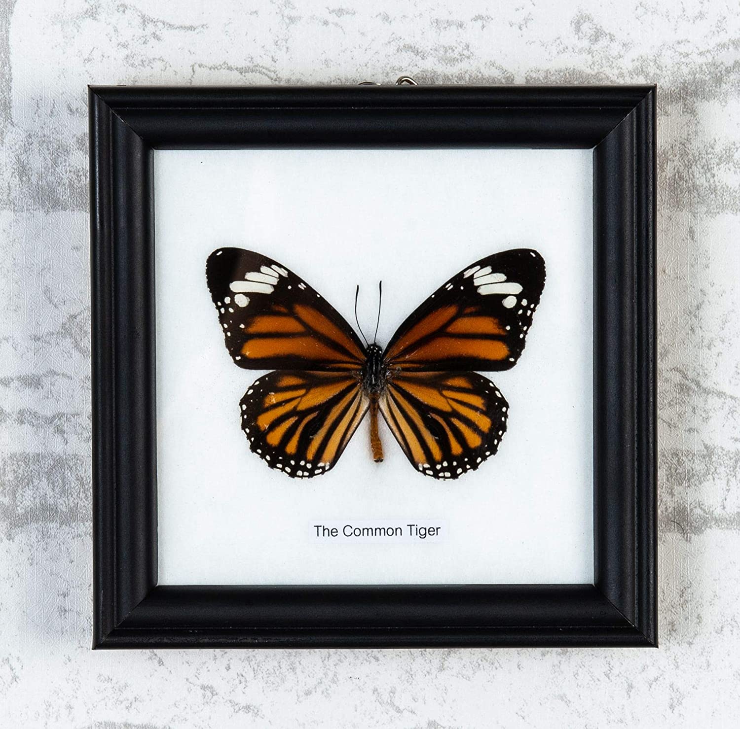 12 X WHOLESALE PACK Framed Common T i g e r Butterflies (Danaus genutia) Wall Hanging Frame Home Décor 5 x 5 In. Gift Boxed
