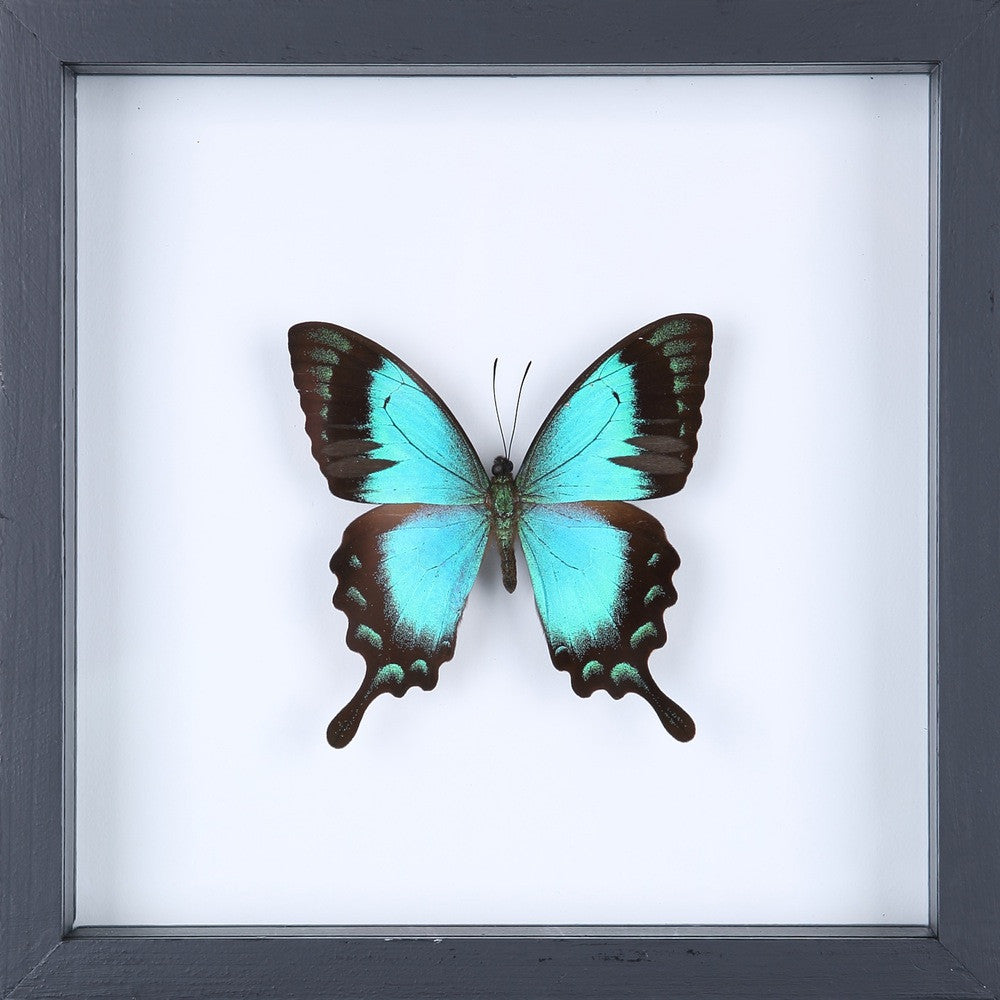 THE TURQUOISE SWALLOWTAIL BUTTERFLY (PAPILIO PERICLES) SEE-THROUGH BUTTERFLY FRAME