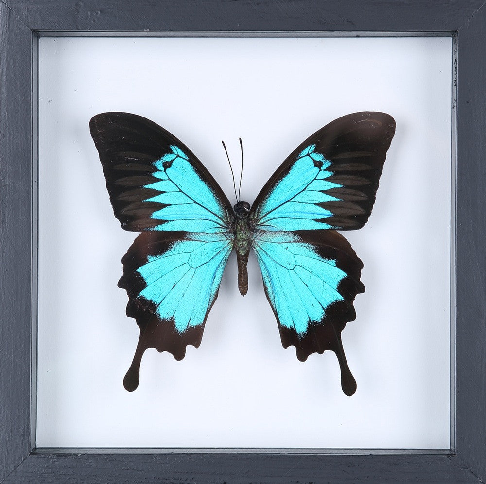 The Blue Swallowtail Butterfly (Papilio ulysses) See-through Glass Frame 7 x 7 In