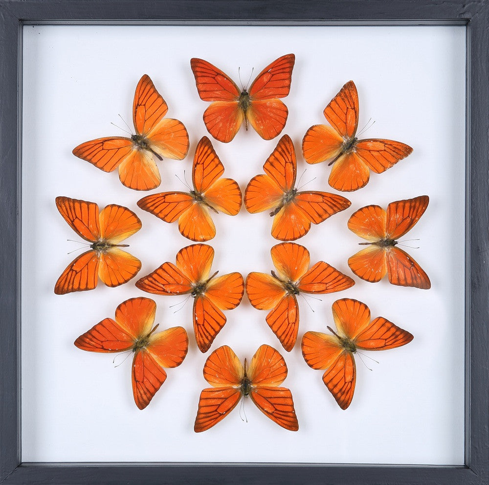 Framed Butterfly Display - Double Glass Decorative Frame 300×300mm