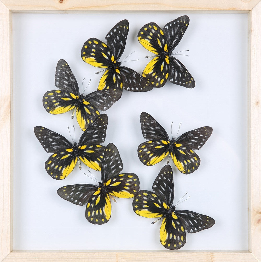 Framed Butterfly Display - Double Glass Decorative Frame 300×300mm