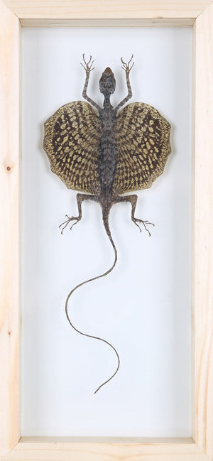 Flying Dragon Taxidermy Display - Draco Lizard in Double Glass Frame