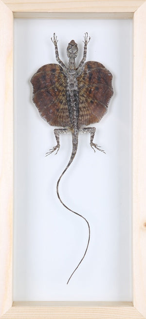 Flying Dragon Taxidermy Display - Draco Lizard in Double Glass Frame