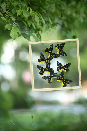 Entomology Framed Butterflies | Taxidermy Specimens | 3D Wall Frame 300x300x25mm
