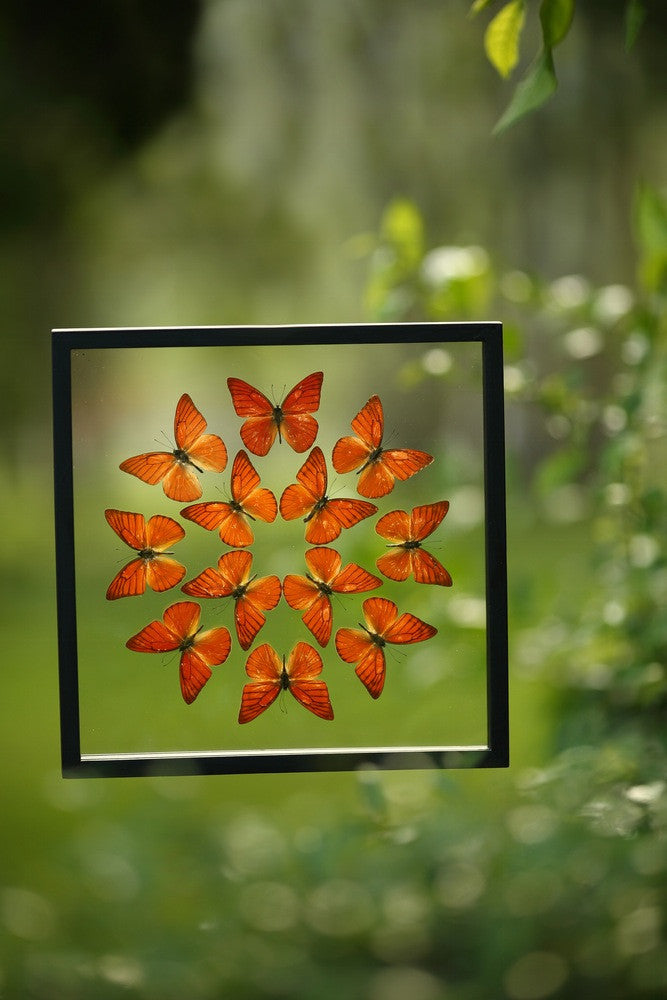 Framed Butterfly Display - Double Glass Decorative Frame 300×300mm