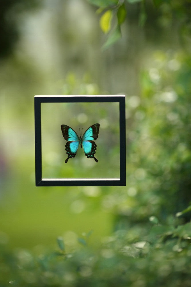 THE TURQUOISE SWALLOWTAIL BUTTERFLY (PAPILIO PERICLES) SEE-THROUGH BUTTERFLY FRAME