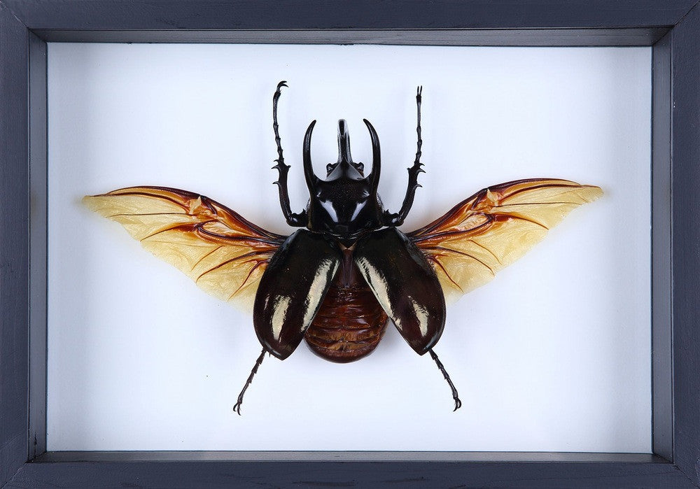 【Glass Beetleノコギリクワガタ（モザイク）飛翔標本 GB-004】 Atlas Beetle Specimen in Glass Frame – Chalcosoma atlas Display