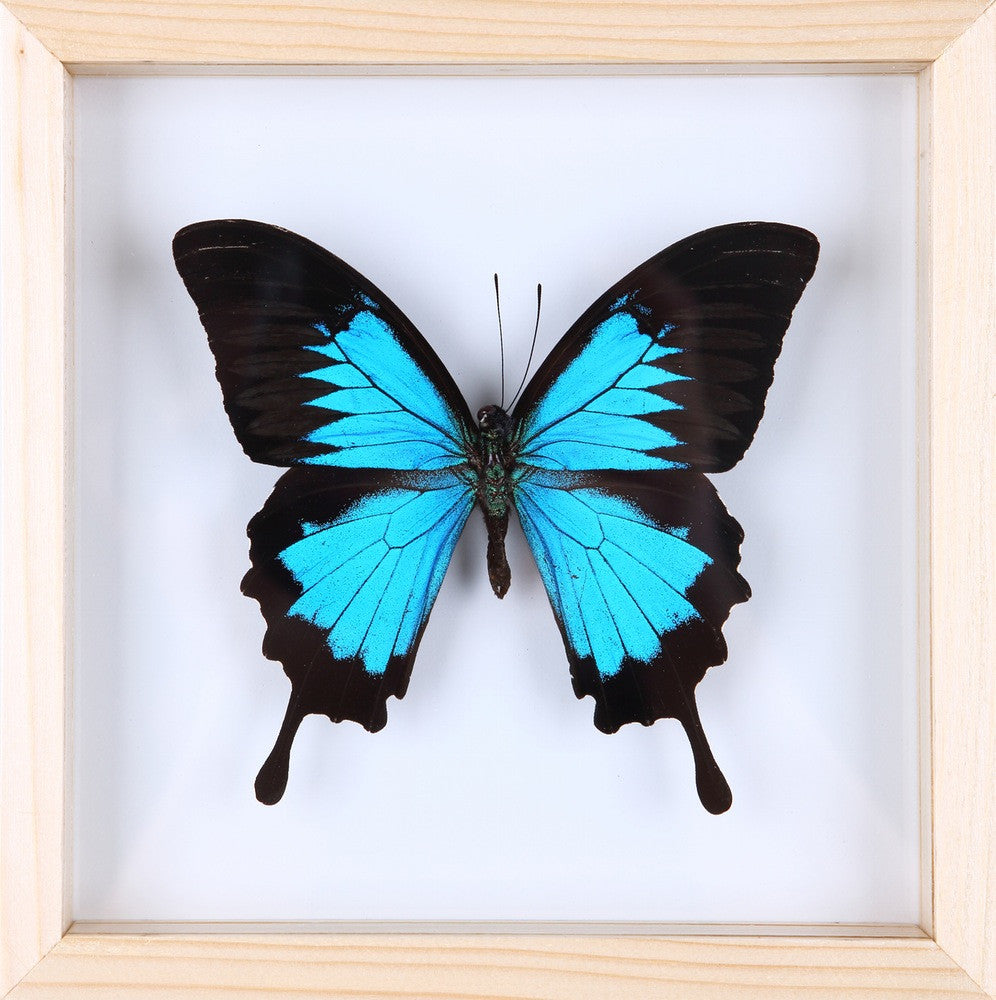 THE BLUE SWALLOWTAIL BUTTERFLY (PAPILIO ULYSSES) REAL BUTTERFLY TAXIDERMY | DOUBLE GLASS FRAME