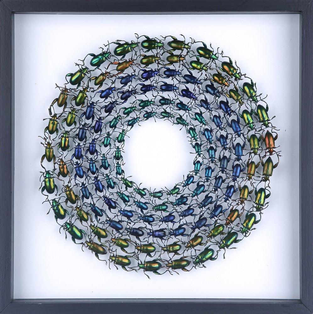 MOUNTED TROPICAL FROG BEETLES | RAINBOW | FRAMED TAXIDERMY 300X300X20MM