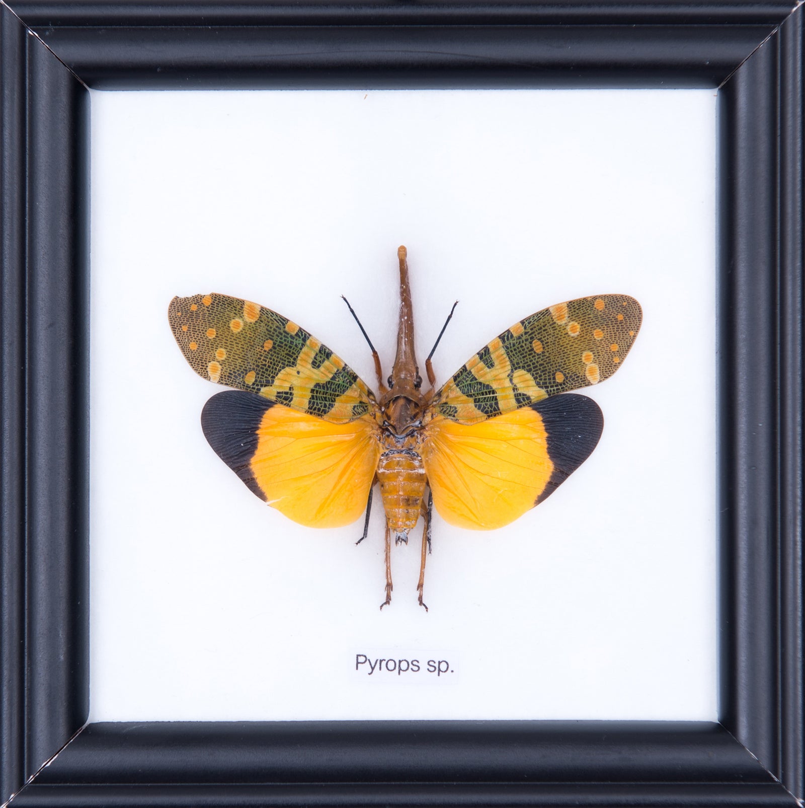 THE LANTERN BUG, Real Specimen Mounted Under Glass, Wall Hanging Home Décor Framed 5 x 5 In. Gift Boxed