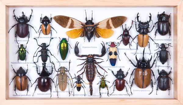 Tropical Insect Science Tropical Insects Framed | Museum Entomology Collection Display 15x8 ...